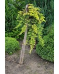 Ялівець горизонтальний Голден Карпет (штамб) | Juniperus horizontalis Golden Carpet (shtamb) | Можжевельник горизонтальный Голден Карпет (штамб)